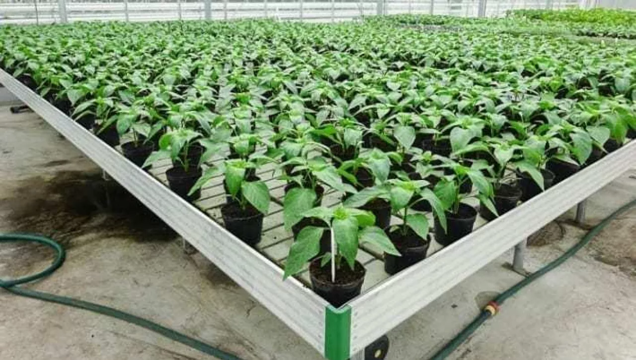 Papryka na starcie - produkcji rozsady papryki