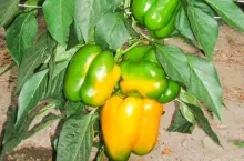 Papryka początki owocowania