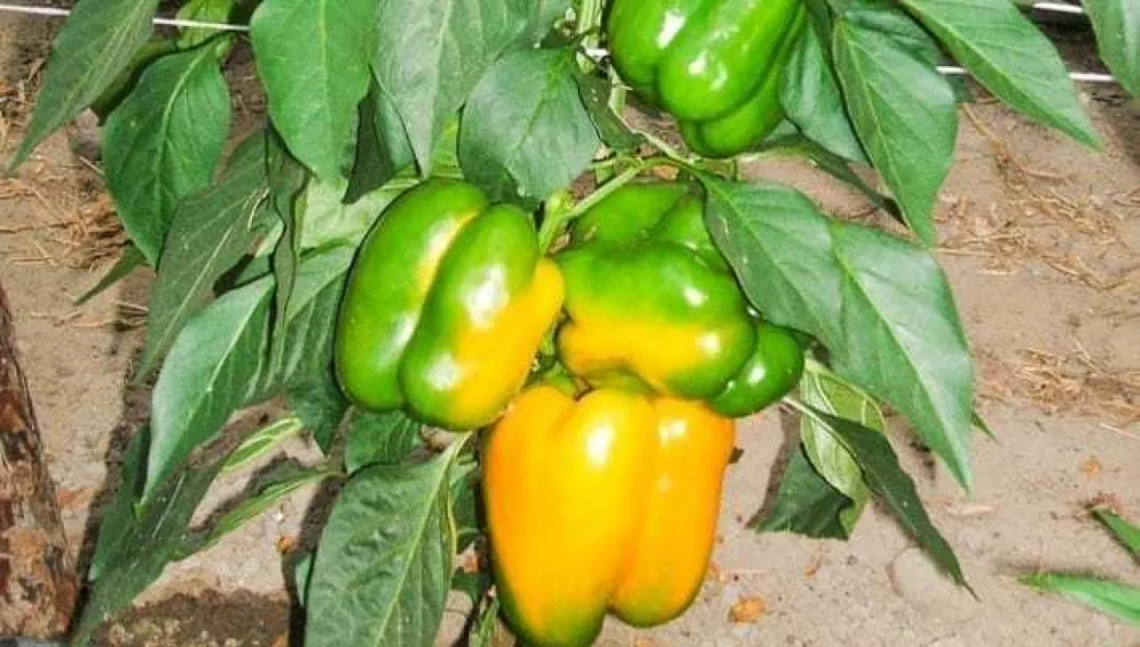 Papryka początki owocowania