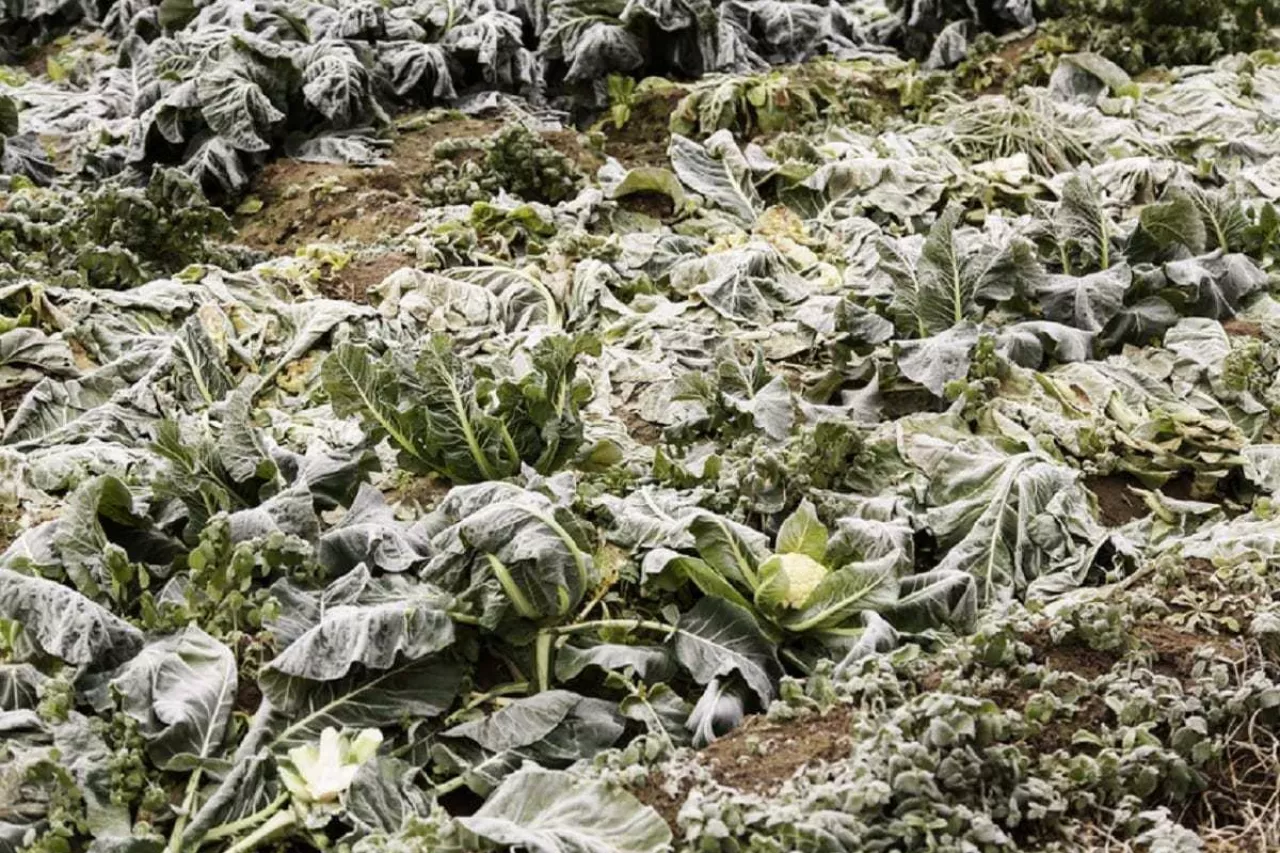 Harvest frozen lettuce, winter and vegetables