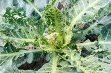 Żerowanie tantnisia krzyżowiaczka