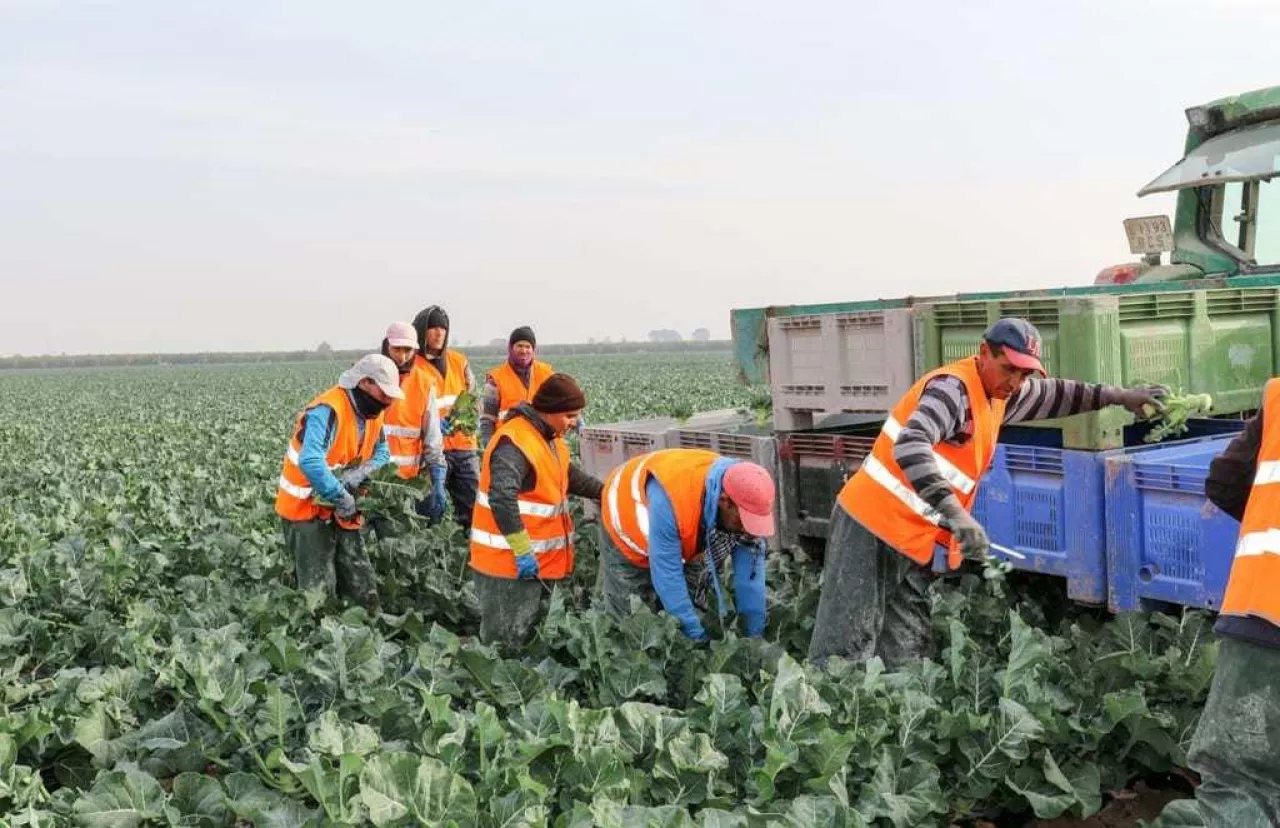 Pracownik sezonowy. Praca przy zbiorze brokułu