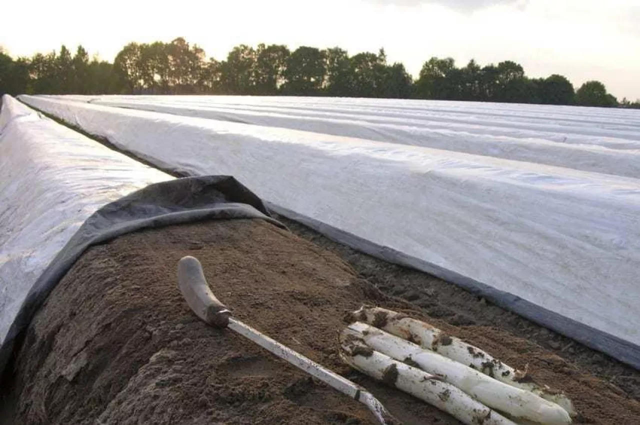 A dutch asparagus farm in the Netherlands