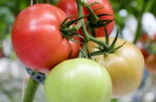 Uprawa pomidorów - Stanowisko, choroby, Ochrona