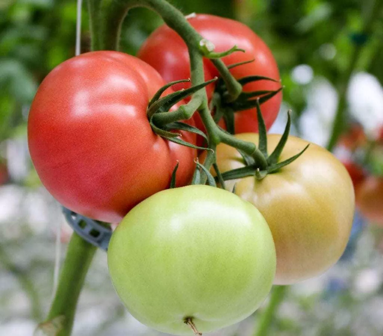 Uprawa pomidorów - Stanowisko, choroby, Ochrona