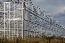 Warzywa pod osłonami w Rosji