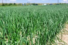 Projekt Ogród Mołdawii