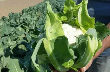 Kalafior ”pod osłony” MAYBACH F1 - fot .1.