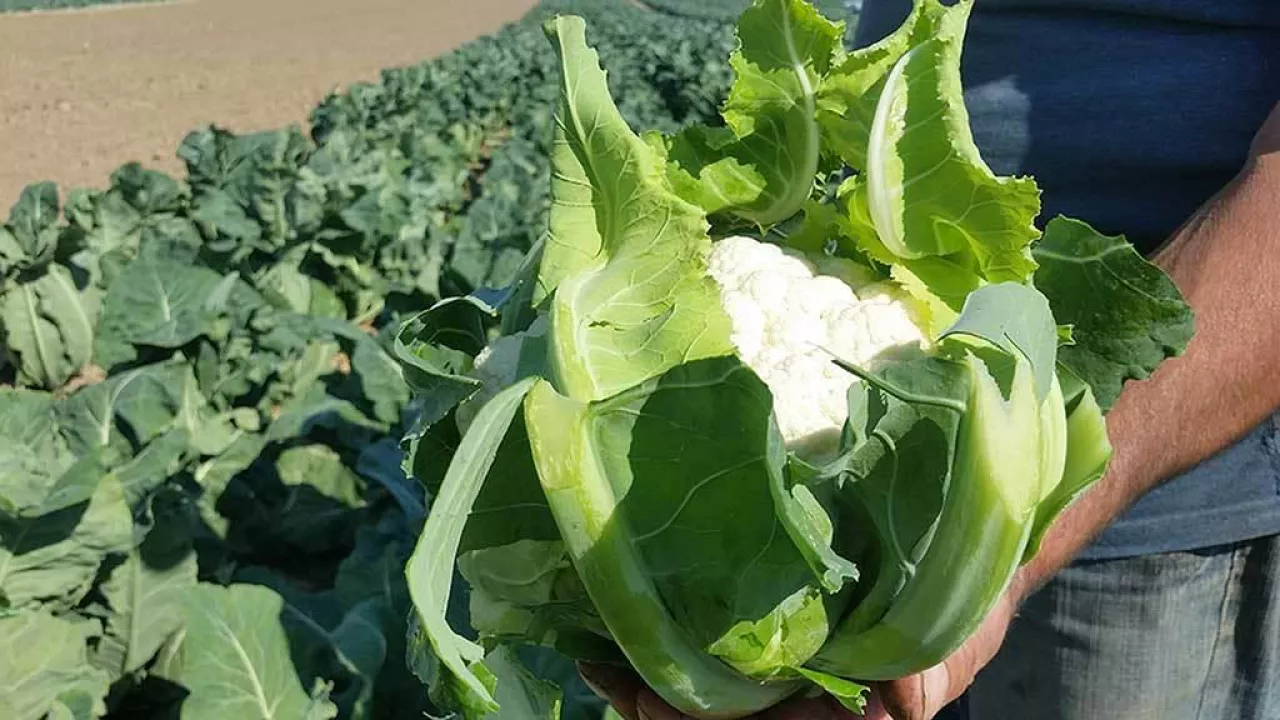 Kalafior ”pod osłony” MAYBACH F1 - fot .1.