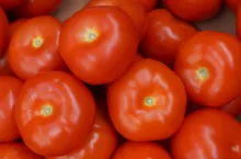 Pomidory