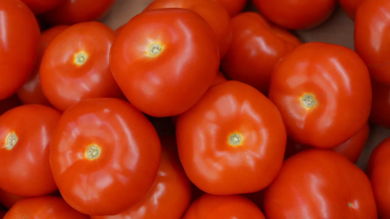 Pomidory