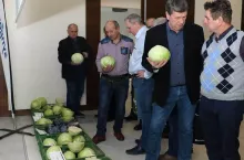 Podczas kapuścianego spotkania można było obejrzeć odmiany