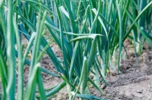 Uprawy warzywnicze zyskują nowe możliwości ochrony