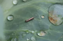 Tantniś krzyżowiaczek na kalafiorze