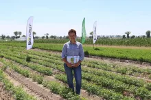 Katarzyna Gładka-Kubiak z firmy Bayer, prowadząca doświadczenia w Bedlnie