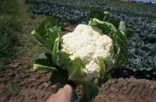 Róża domiany Whitex, zbiór 3 czerwca 2019, produkcja pod płaskim okryciem, okolice Piątku.