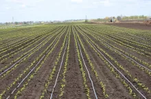 Warzywnictwo polowe - fertygacja