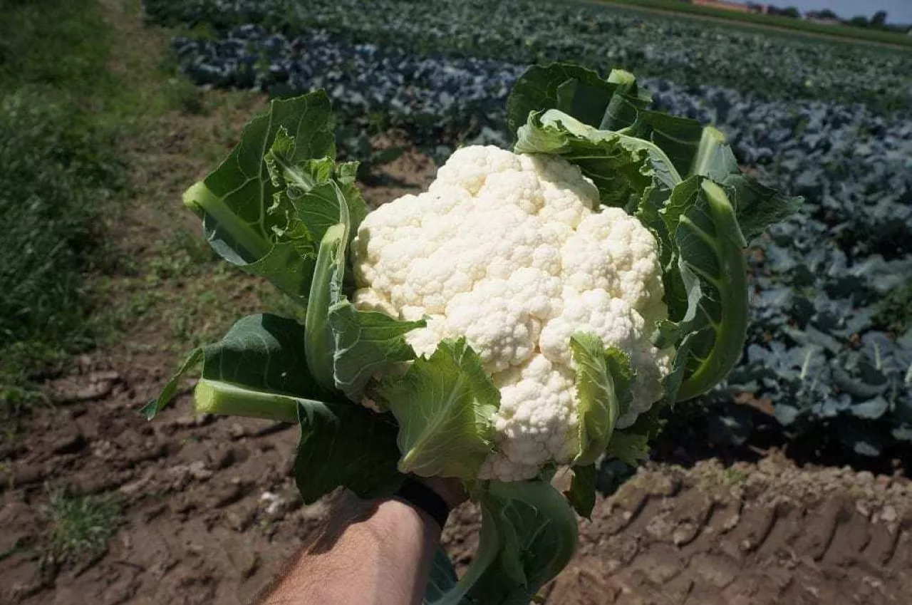 Róża domiany Whitex, zbiór 3 czerwca 2019, produkcja pod płaskim okryciem, okolice Piątku.