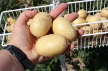 V Spotkanie Ziemniaczane - Syngenta - ochrona ziemniaków