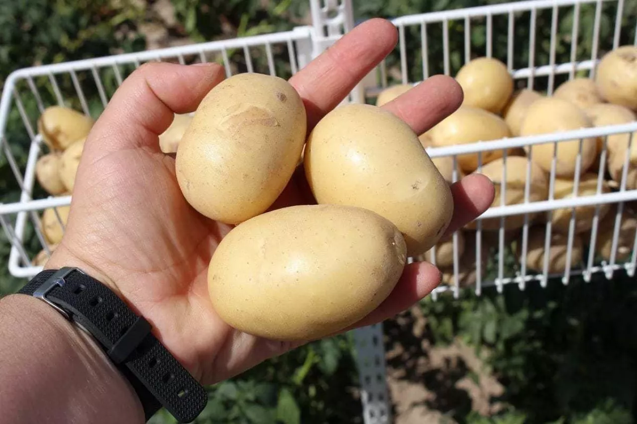 V Spotkanie Ziemniaczane - Syngenta - ochrona ziemniaków