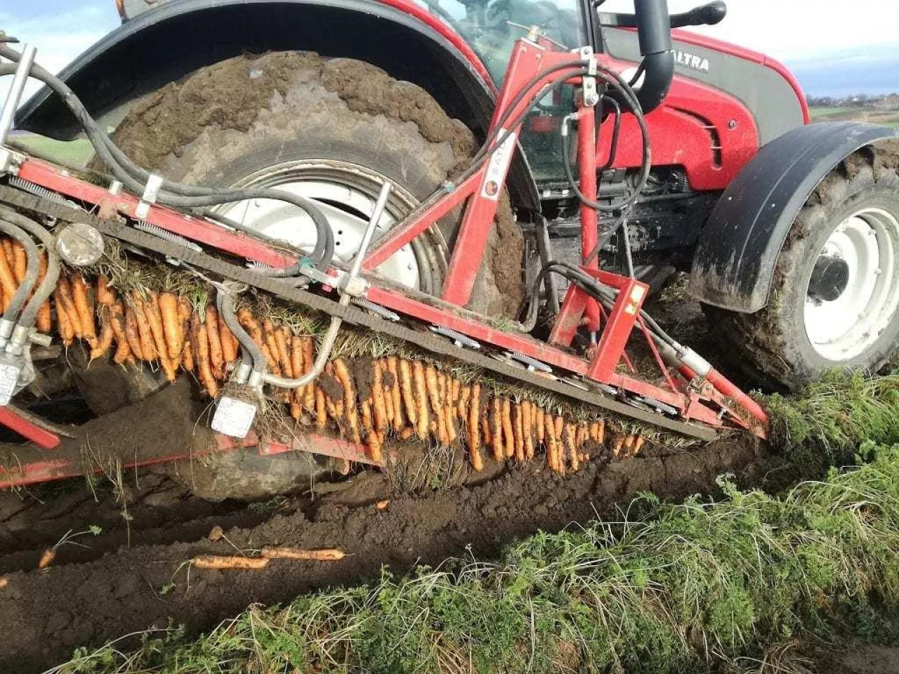 Zbiory Marchwi 2018 po jesiennych przymrozkach