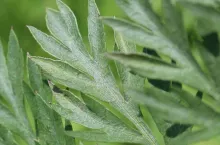 Chorobowo zmienione liścieI - zbliżenie