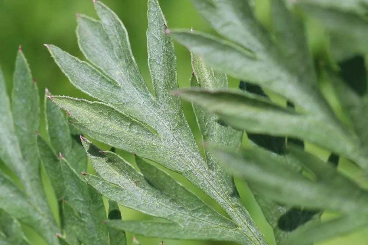 Chorobowo zmienione liścieI - zbliżenie