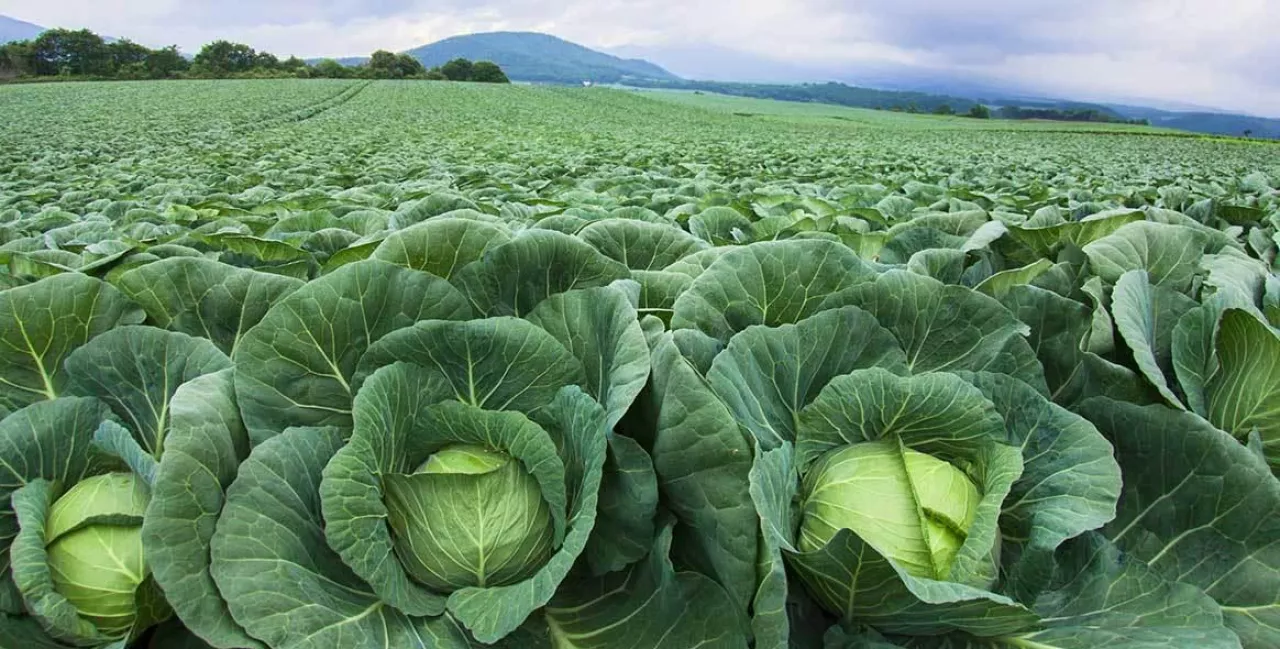 Krajowe Dni Producentów Kapusty Kwaszonej