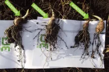 Wyniki doświadczeń z zastosowaniem biopreparatu Bactim Receptor (po lewej). W porównaniu do Kontroli (po prawej) główki są większe.