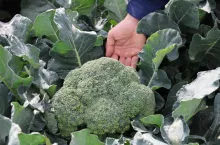 Radosław Grabowski prezentuje odmianę SVBL0273 F1