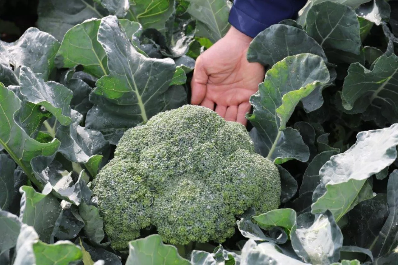 Radosław Grabowski prezentuje odmianę SVBL0273 F1