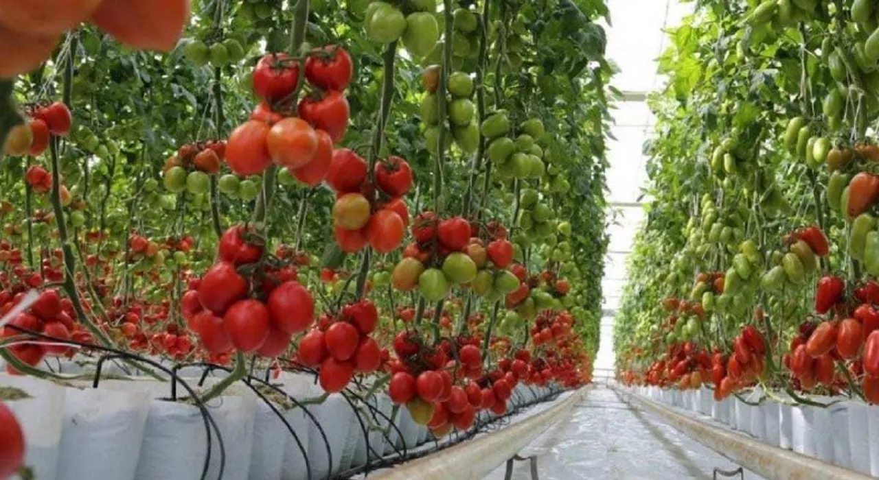 Pomidory szklarniowe