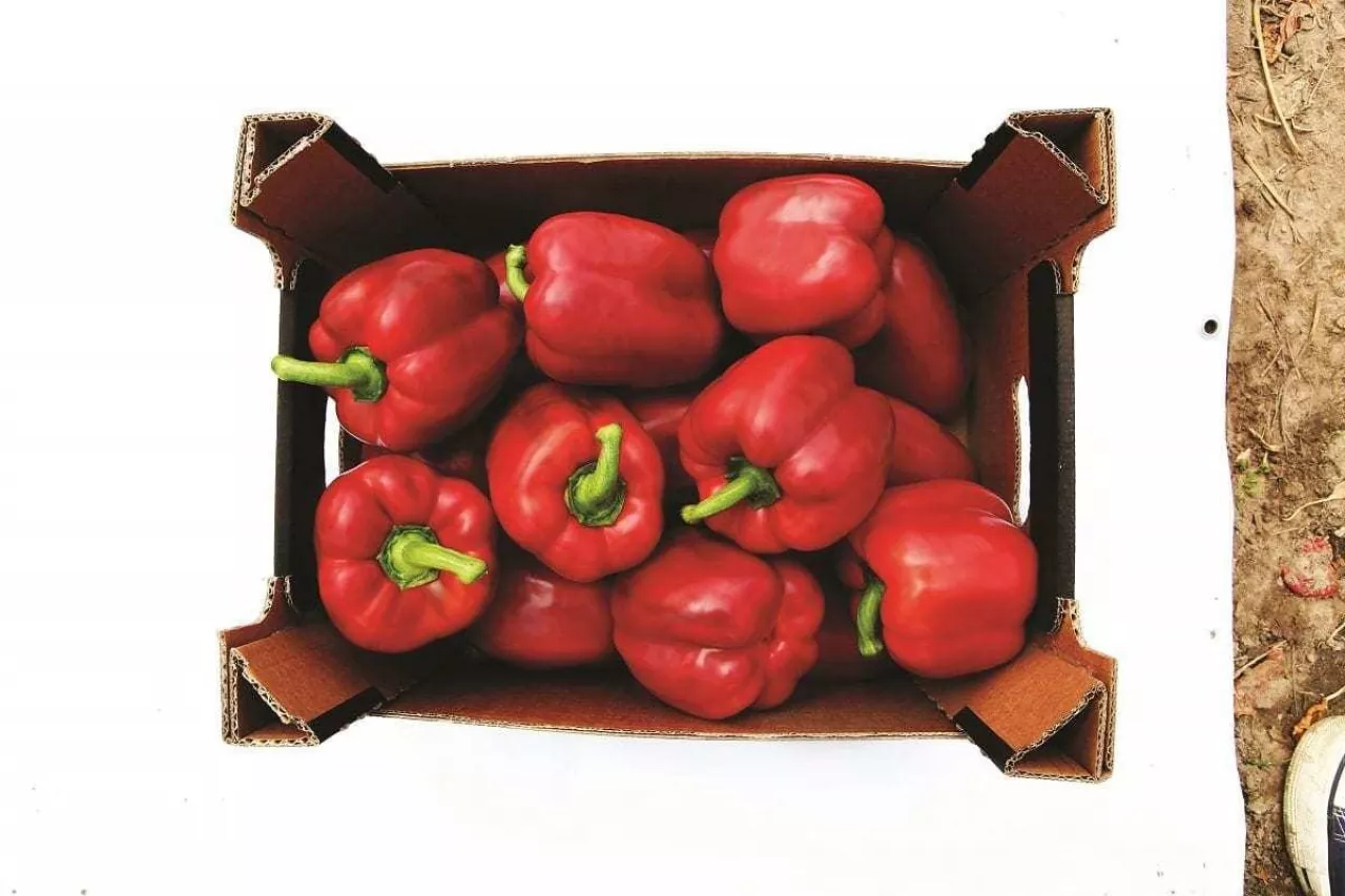 Papryka Maximunus Seminis w skrzyni