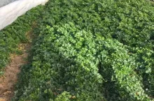 Princino, drugi cykl uprawowy