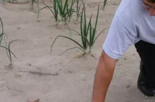 Kujawy - fasola lipiec 2011 015