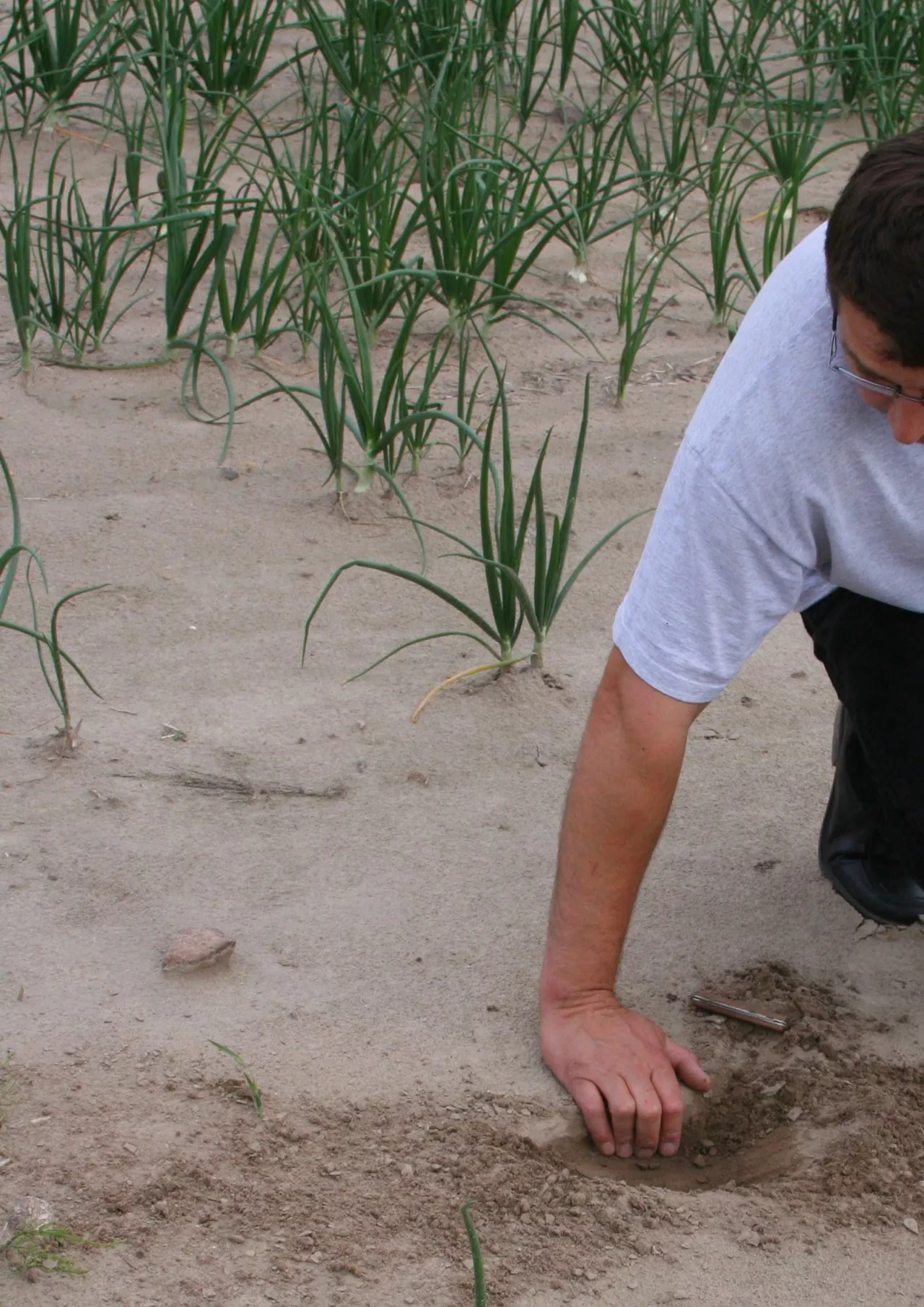 Kujawy - fasola lipiec 2011 015