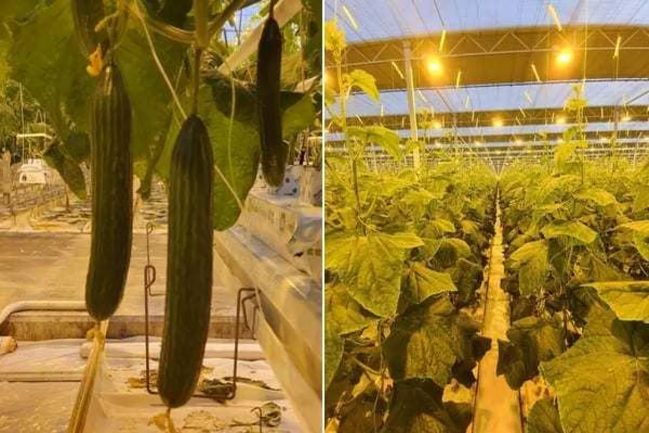 uprawa doświetlana ogórków