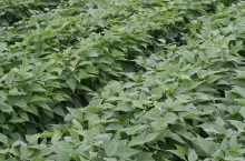 fasola szparagowa pole