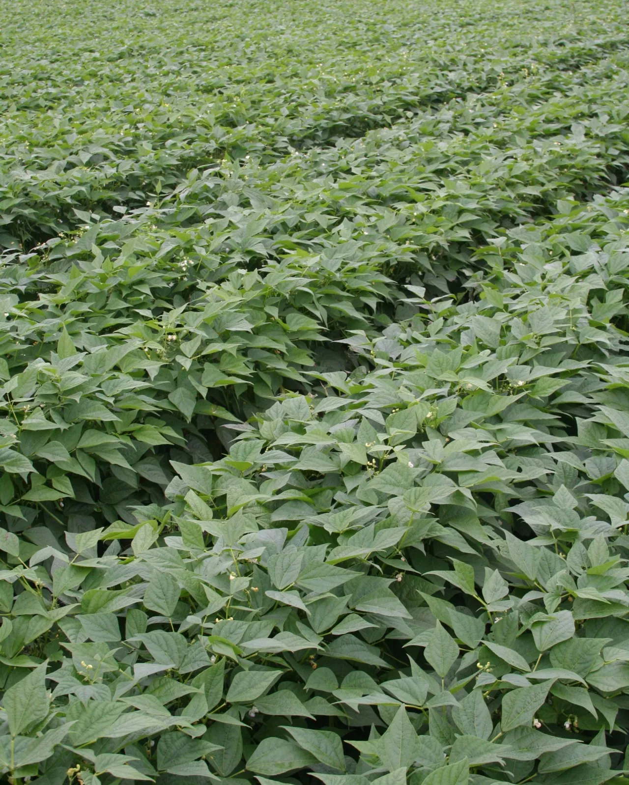 fasola szparagowa pole