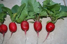 śmietka na rzodkiewce