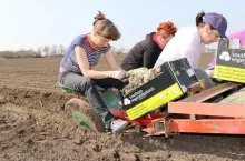 Sadzenie cebuli w pole 10 kwietnia