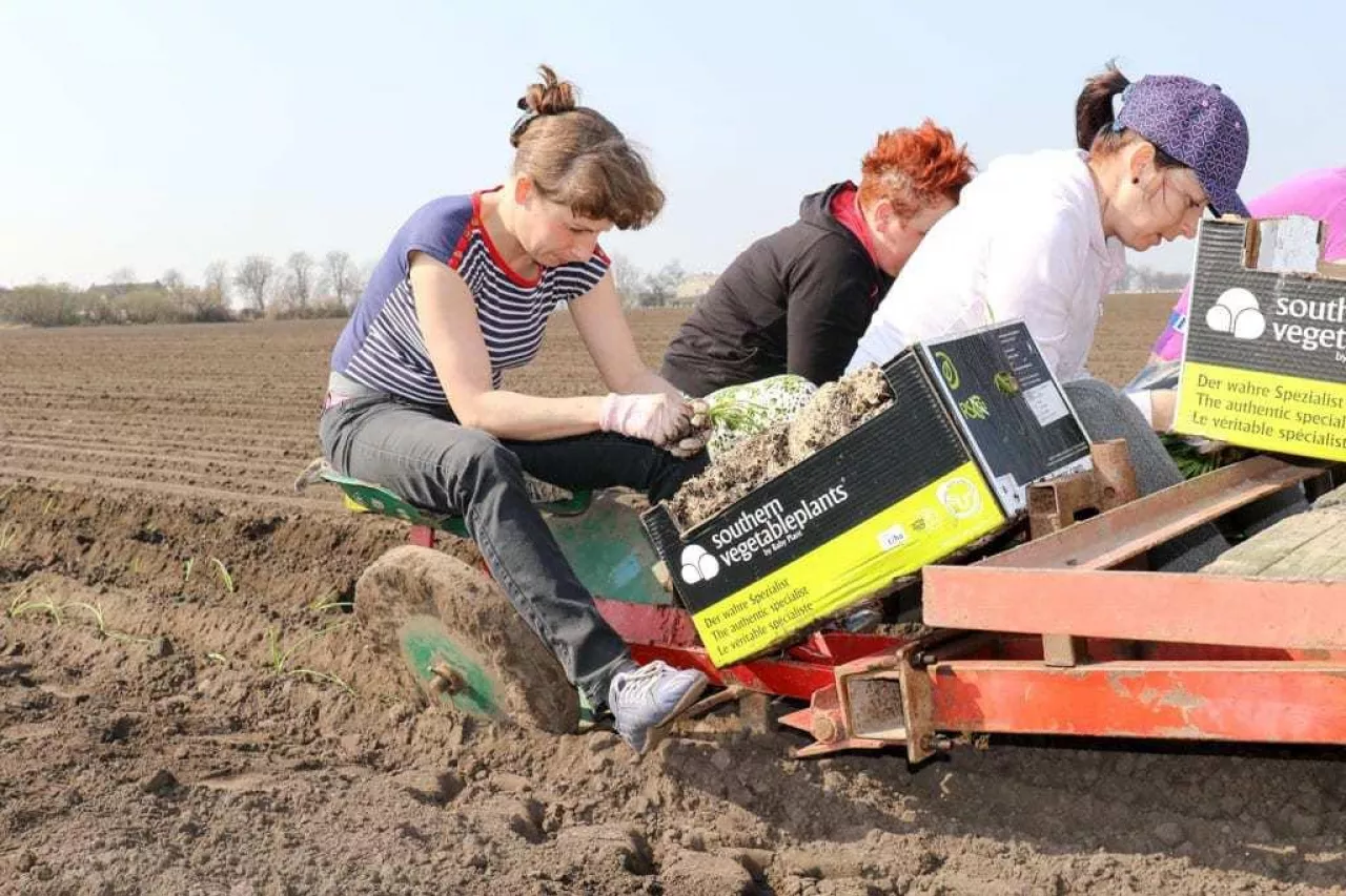 Sadzenie cebuli w pole 10 kwietnia
