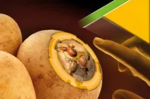 Program Ochrony Ziemniaka 2020 - okładka