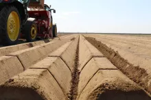 sadzenie ziemniaków