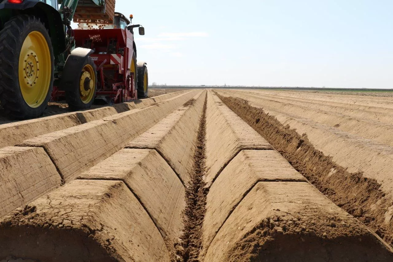 sadzenie ziemniaków