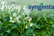 syngenta pryśnij ziemniak