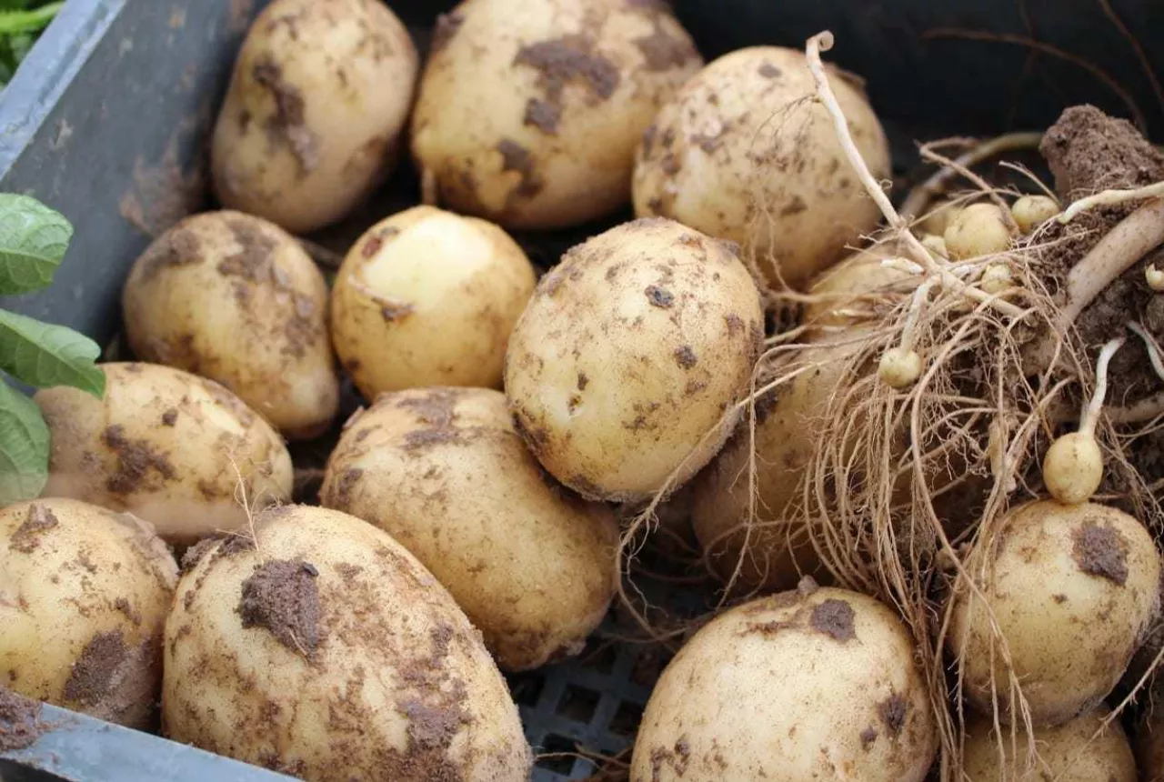 wczesne ziemniaki