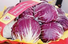 radicchio