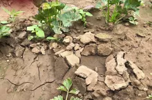 korytarze turkuć podjadek