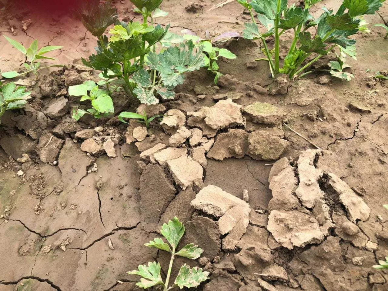 korytarze turkuć podjadek